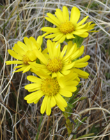 smooth-ragwort3